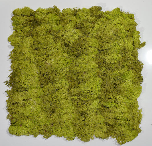 Panneau lichen 50X50cm sans entretien